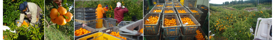 南四国ファーム